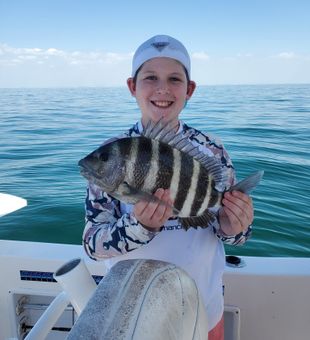 Sheepshead from St Petersburg Florida